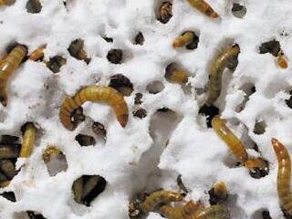 ���x(ch��ng)������������Ⱦ��(hu��)����(l��i)���B(t��i)�ϵĞ�(z��i)�yô��