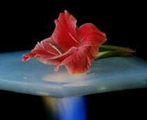 2017������z�a�I����ӛ