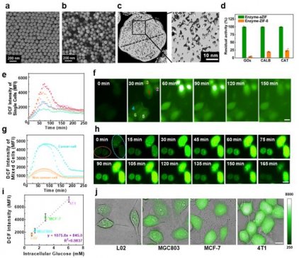 �^�̹��������аl���{΢�w������ ���Fø���Ӱ��ȸ�Ч�f�͡��߻��͙z�y