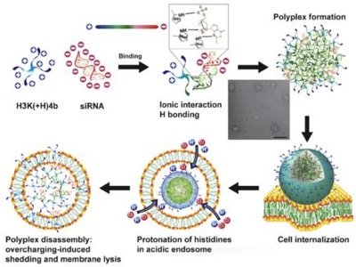 RNA�ɔ_ˎ���f�ͷ����ĺ�������
