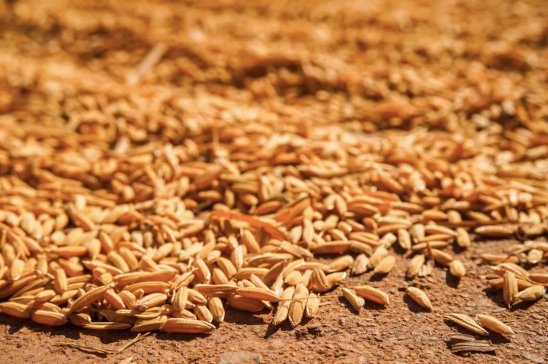 �����мZ�����в��ţ������ھ����t�����������Ճ�