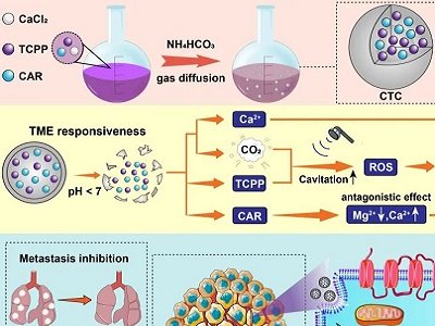 ̼���}�(q��)��(d��ng)���x��ƽ��_��(d��ng)����(sh��)�F(xi��n)������(y��ng)���Ŵ�İ���(n��i)Ca2+/Mg2+�p�x�ӷ�(w��n)�B(t��i)�ɔ_����