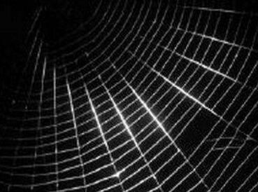 �ٳ����У��o֩��ιʳʯīϩ�� ���³���֩��z�g������10��